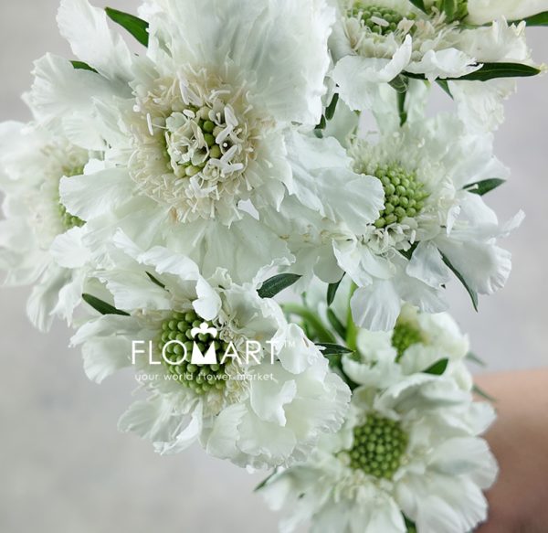 Scabiosa Comosa White