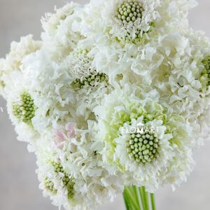 Scabiosa Furi Elsa