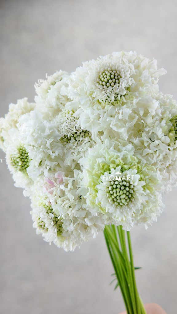 Scabiosa Furi Elsa