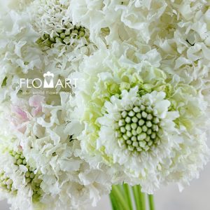 Scabiosa Furi Elsa - Image 2