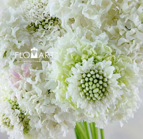 Scabiosa Furi Elsa