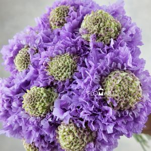 Scabiosa Furi Furi Tama