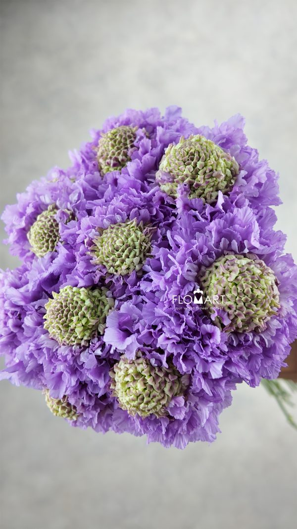 Scabiosa Furi Furi Tama