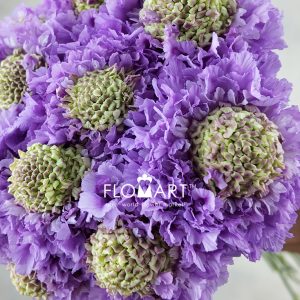 Scabiosa Furi Furi Tama - Image 2