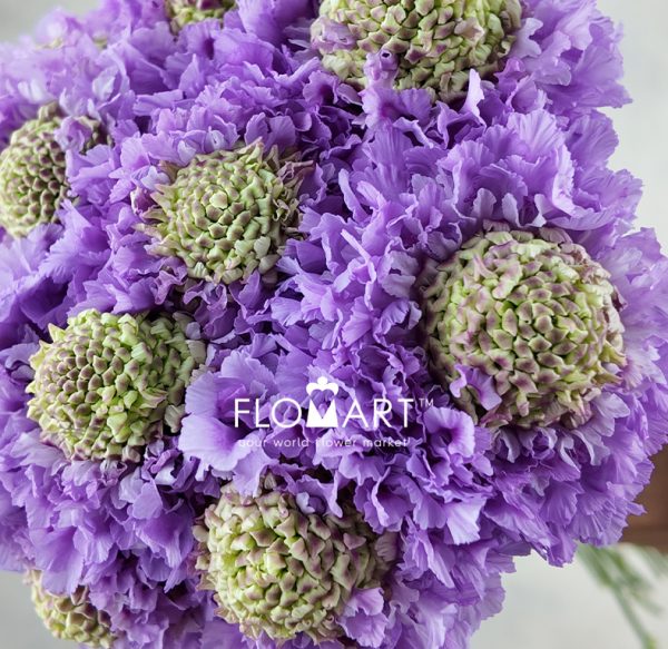 Scabiosa Furi Furi Tama