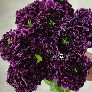 Scabiosa Furi Furirin