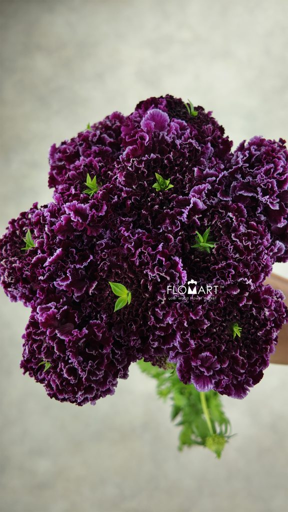 Scabiosa Furi Furirin