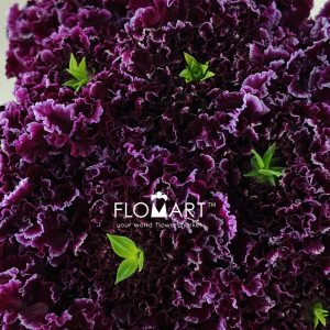 Scabiosa Furi Furirin - Image 2