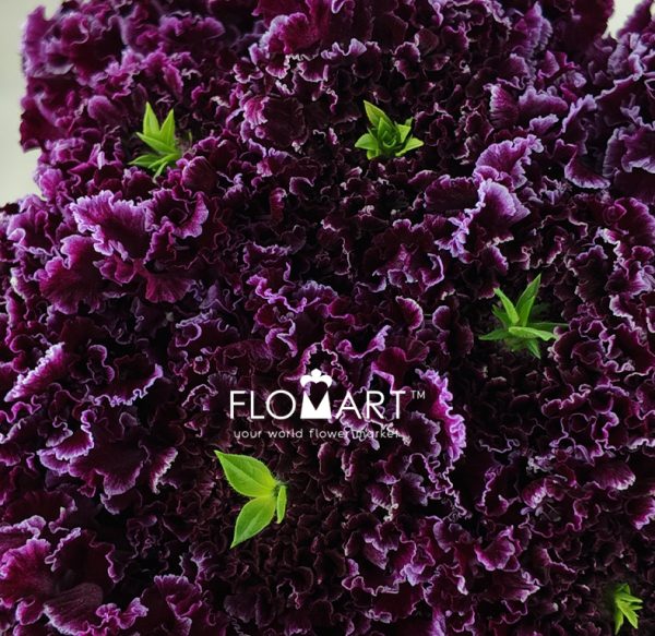 Scabiosa Furi Furirin