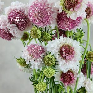 Scabiosa Light Pink