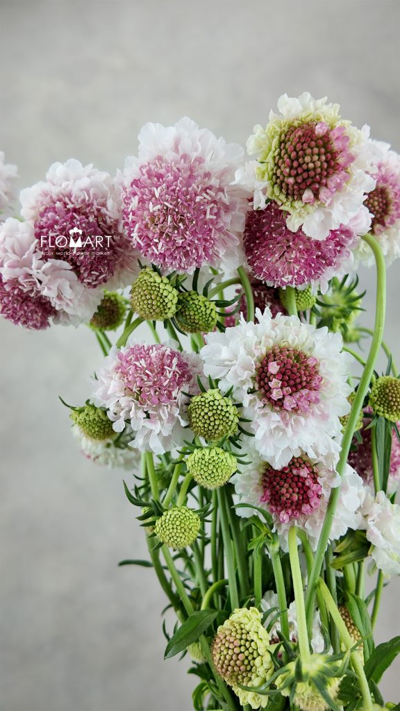 Scabiosa Light Pink