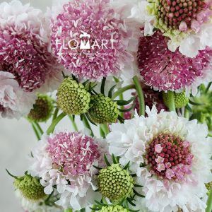 Scabiosa Light Pink - Image 2