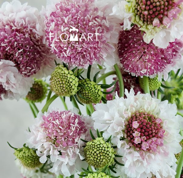 Scabiosa Light Pink