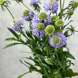 Scabiosa Light Purple