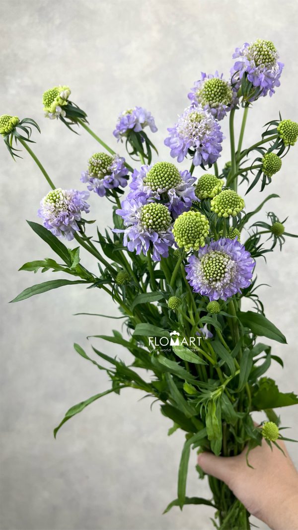 Scabiosa Light Purple
