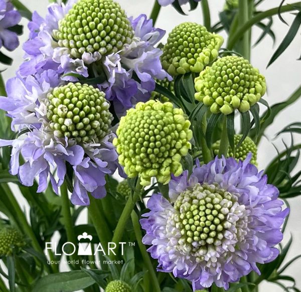 Scabiosa Light Purple