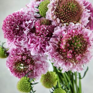 Scabiosa Pink