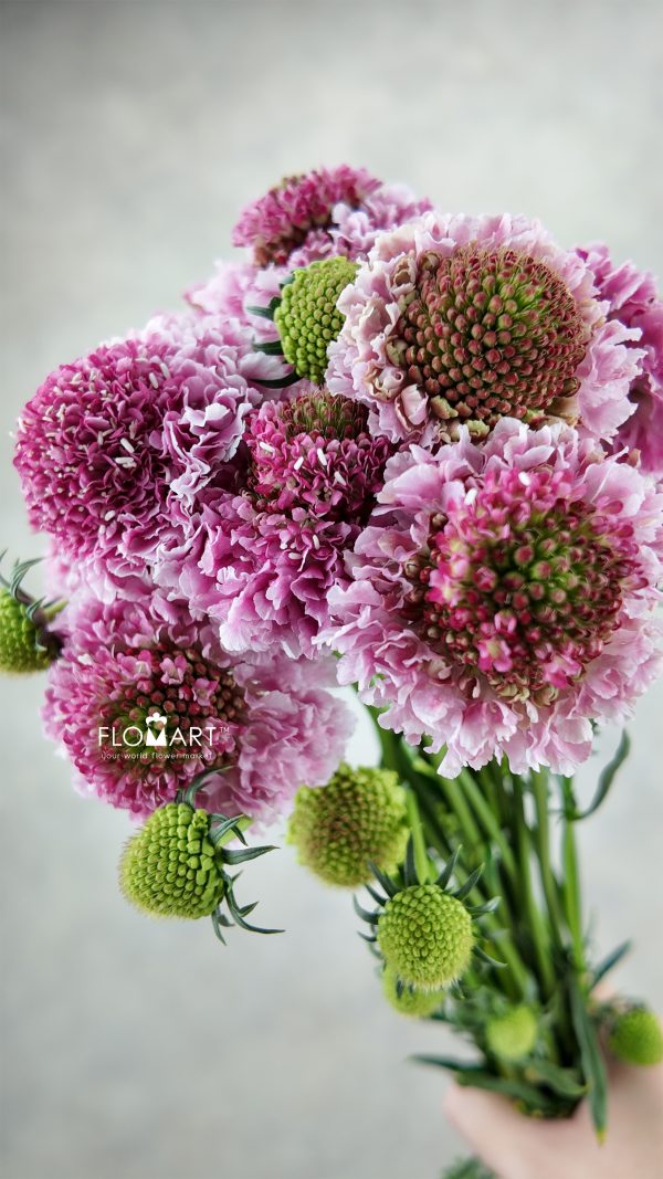 Scabiosa Pink