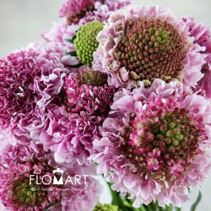 Scabiosa Pink - Image 2