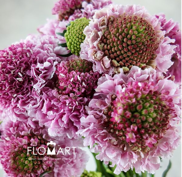 Scabiosa Pink