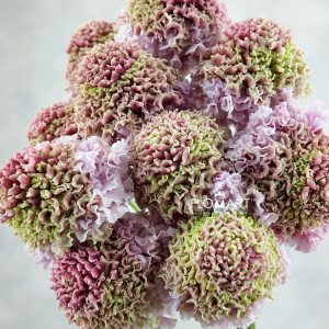 Scabiosa Raou Haruru