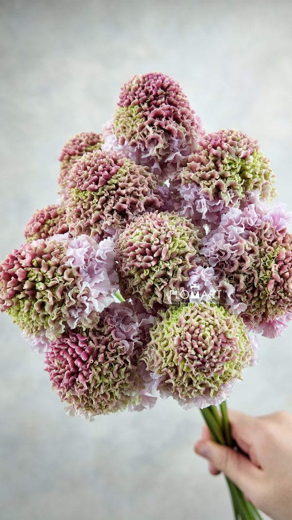 Scabiosa Raou Haruru