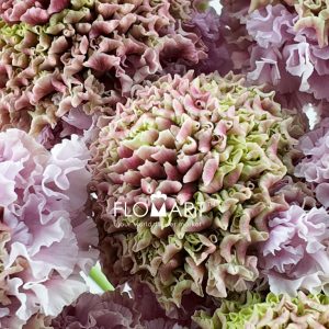 Scabiosa Raou Haruru - Image 2