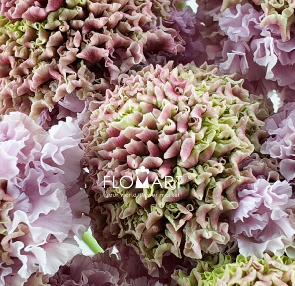 Scabiosa Raou Haruru