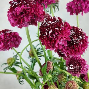 Scabiosa Red