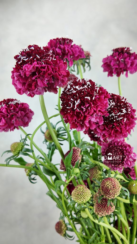 Scabiosa Red
