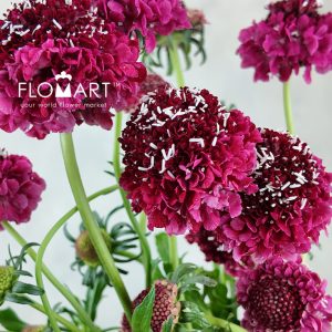 Scabiosa Red - Image 2