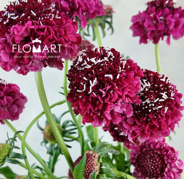Scabiosa Red