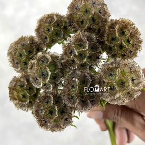 Scabiosa Stellata Seed Pod