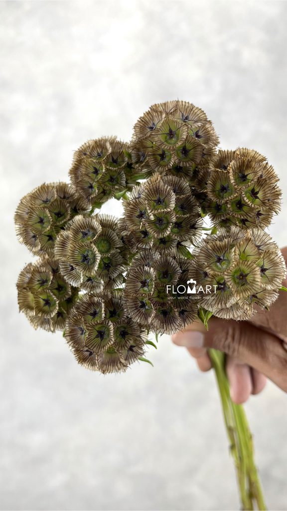 Scabiosa Stellata Seed Pod