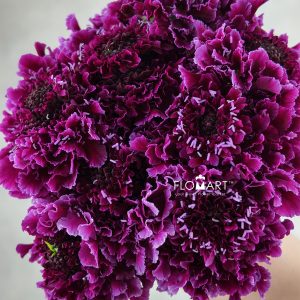 Scabiosa Tera Grand Wine