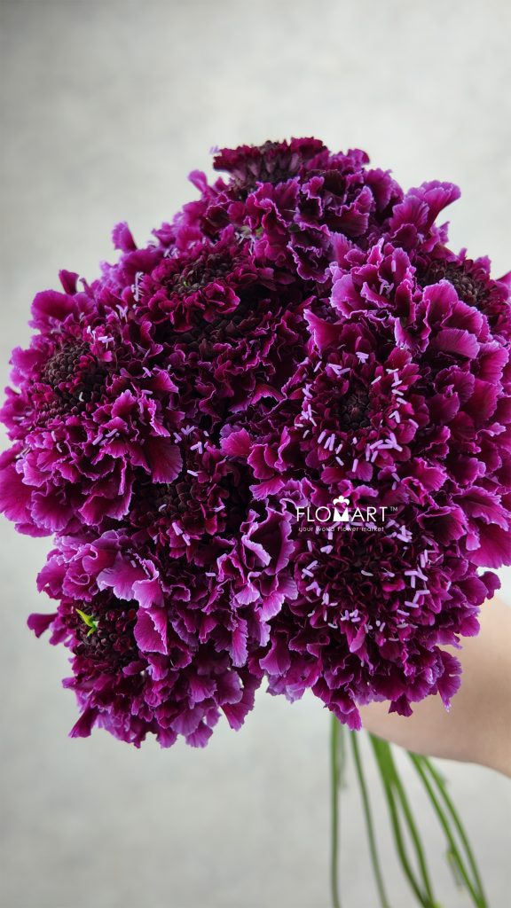 Scabiosa Tera Grand Wine