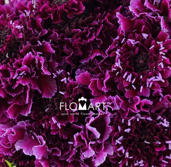Scabiosa Tera Grand Wine