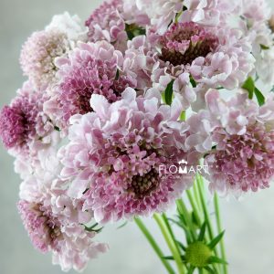 Scabiosa Tera Ichigo Milk