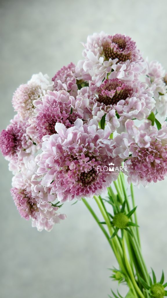 Scabiosa Tera Ichigo Milk