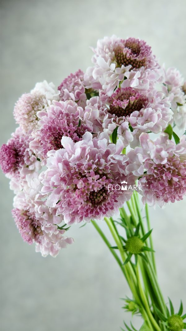 Scabiosa Tera Ichigo Milk