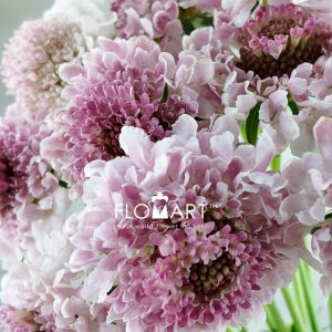 Scabiosa Tera Ichigo Milk - Image 2