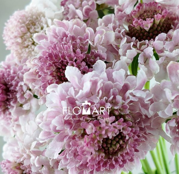 Scabiosa Tera Ichigo Milk