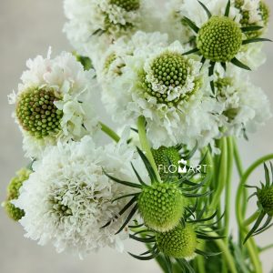 Scabiosa White