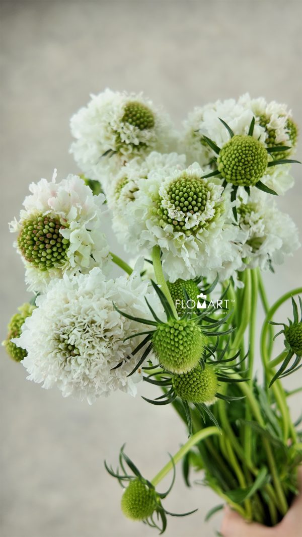 Scabiosa White