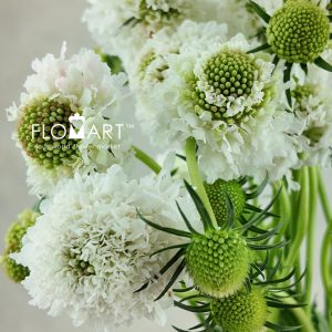 Scabiosa White - Image 2
