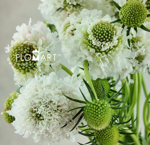 Scabiosa White