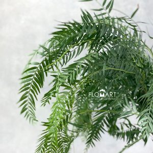 Schinus Molle