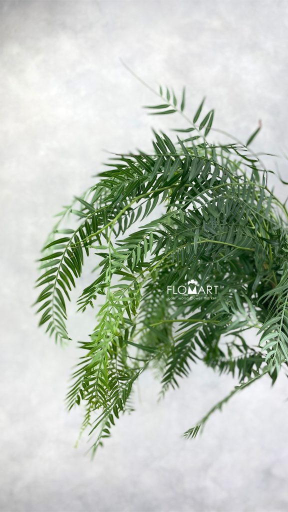 Schinus Molle