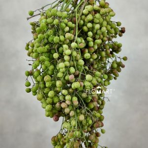 Schinus Molle Natural Green