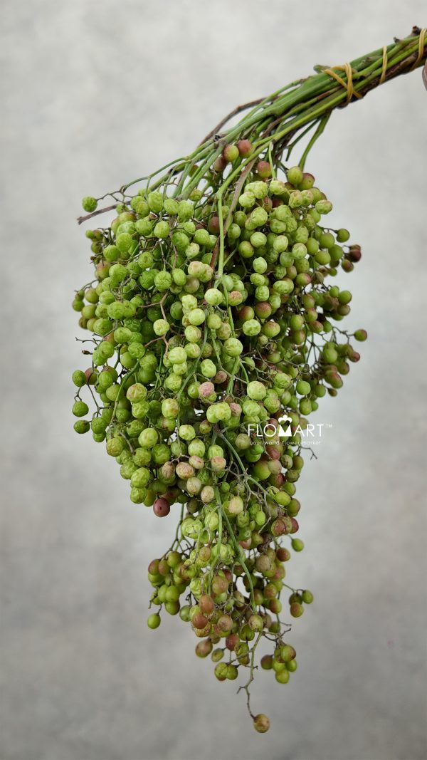 Schinus Molle Natural Green
